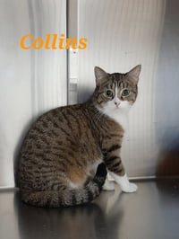 Collins - Photo 2
