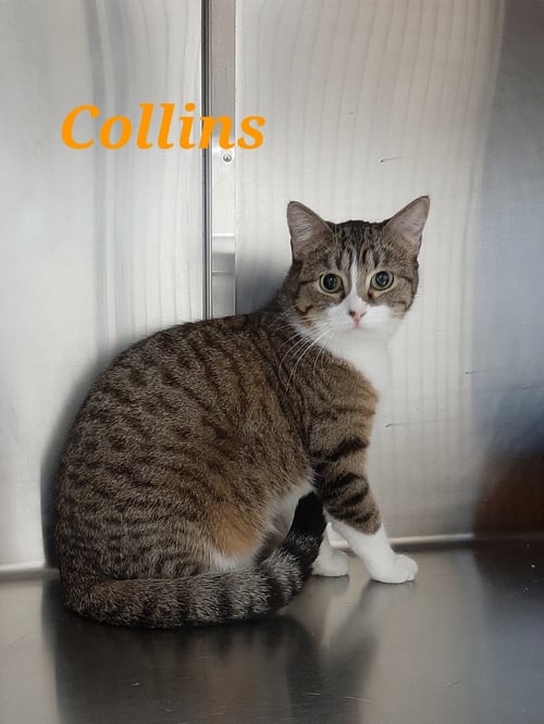 COLLINS - Domestic Short Hair / Tiger available for adoption