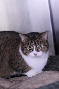 Collins - Photo 4