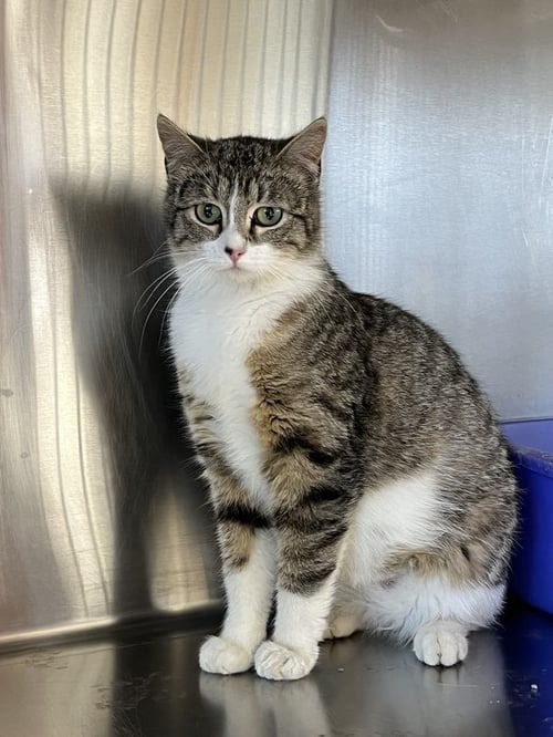 COLLINS - Domestic Short Hair / Tiger available for adoption