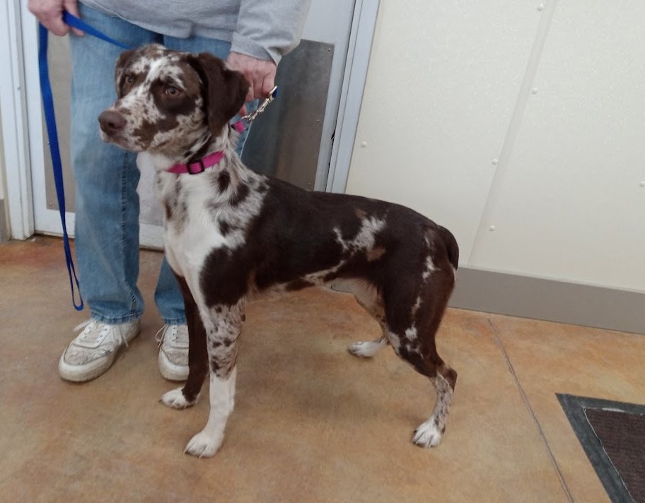HAZEL - German Shorthaired Pointer / Australian Shepherd available for adoption