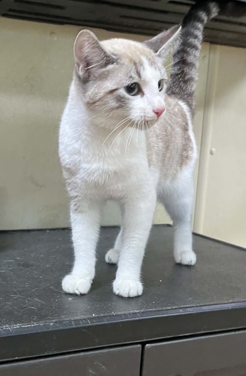 KARL - Siamese / Domestic Short Hair available for adoption