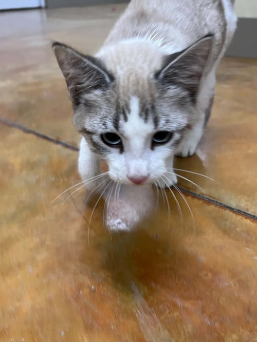 KARL - Siamese / Domestic Short Hair available for adoption