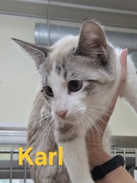 Karl - Photo 4