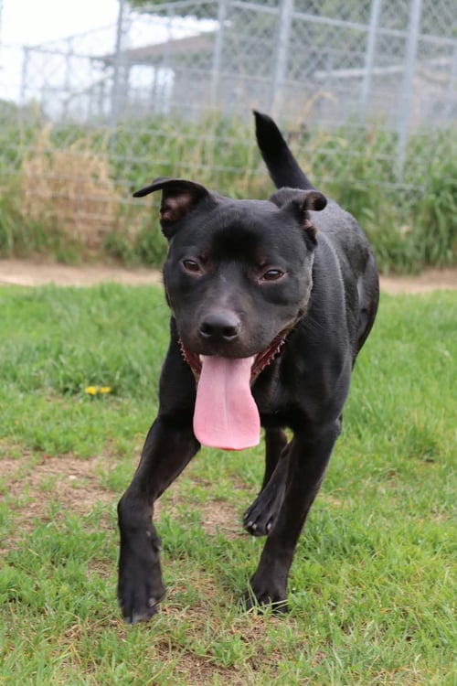 CALLAHAN - Pit Bull Terrier / Rat Terrier available for adoption