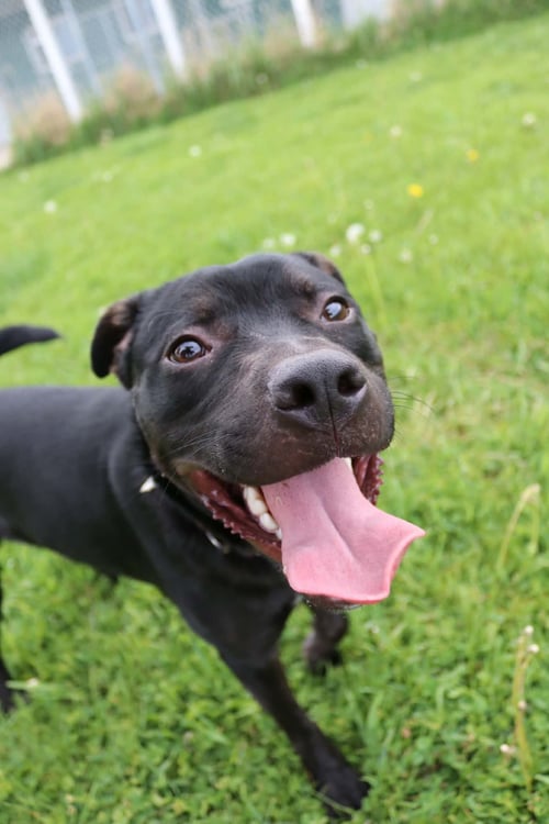 CALLAHAN - Pit Bull Terrier / Rat Terrier available for adoption