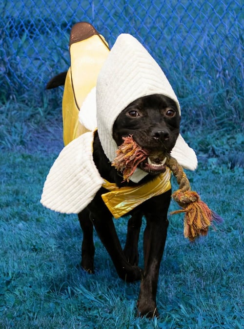 CALLAHAN - Pit Bull Terrier / Labrador Retriever available for adoption