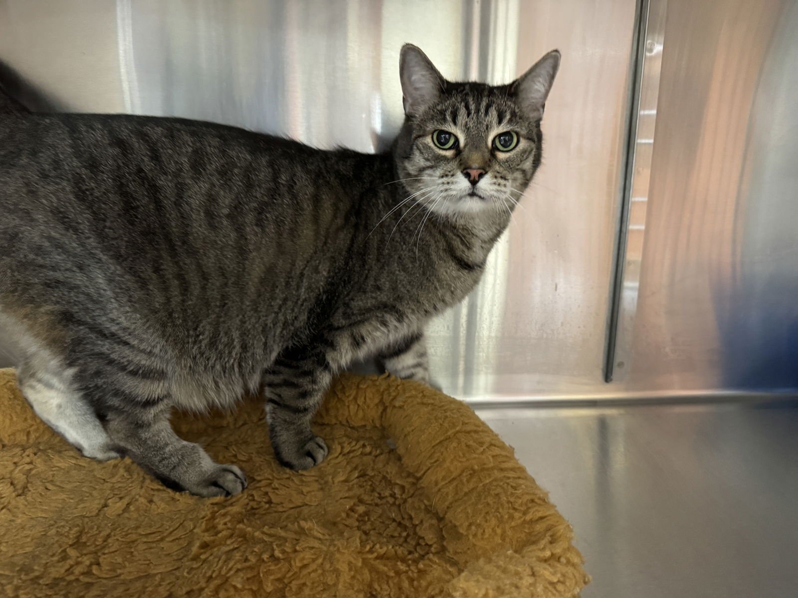 ROCKY - Tiger / Domestic Short Hair available for adoption