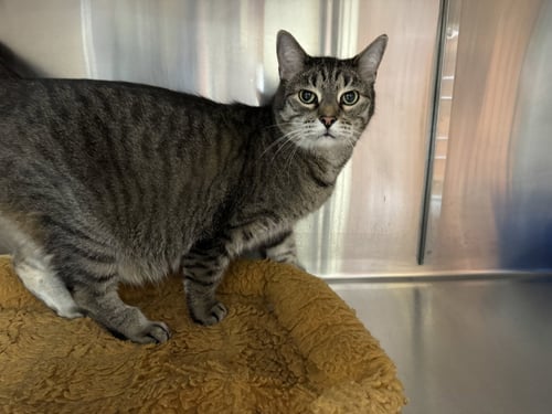 ROCKY - Tiger / Domestic Short Hair available for adoption