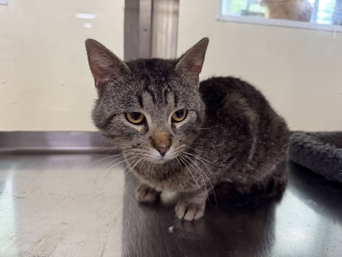 DEAN - Tiger / Domestic Short Hair available for adoption