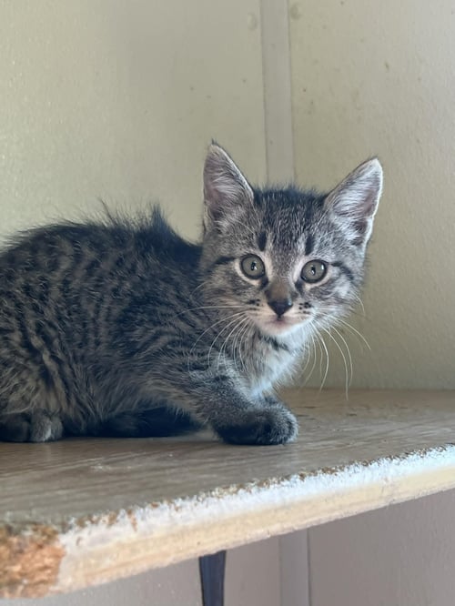 BOBBIE - Tiger / Domestic Short Hair available for adoption
