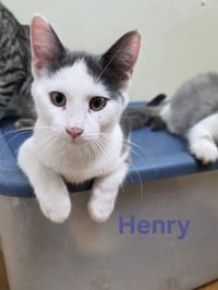 Henry - Photo 4