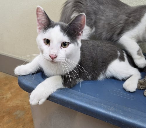 HENRY - Domestic Short Hair available for adoption