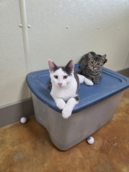HENRY - Domestic Short Hair available for adoption