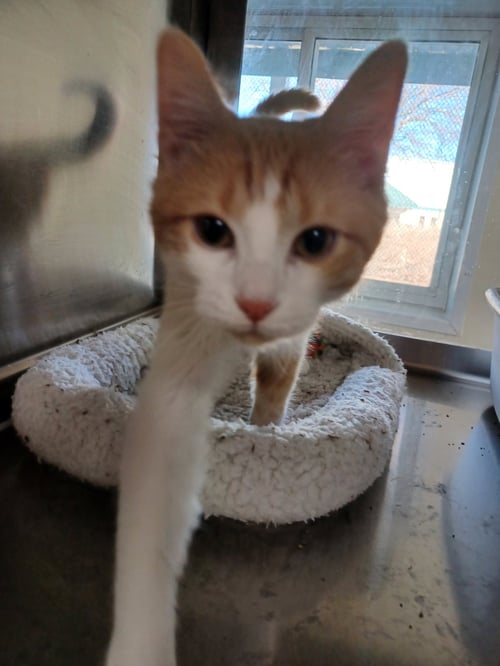 WIZ - Domestic Short Hair available for adoption