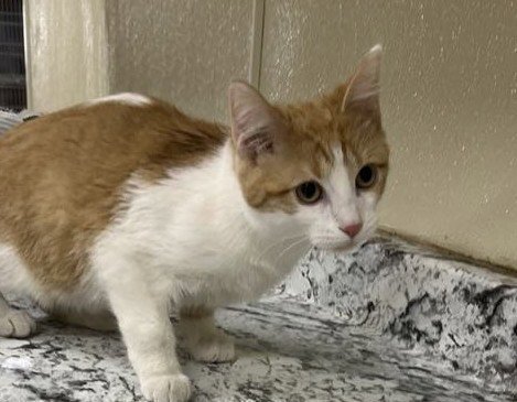 WIZ - Domestic Short Hair available for adoption