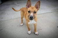 Olive - Photo 1