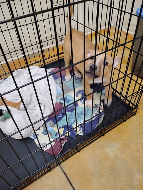 OLIVE - Pit Bull Terrier / Cattle Dog available for adoption