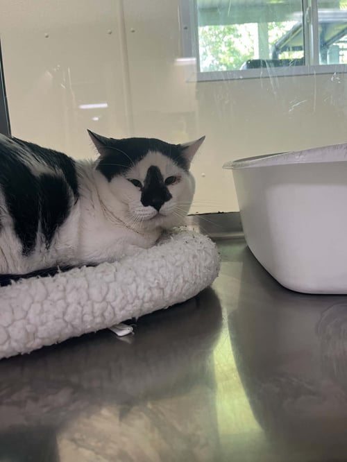 ARROW - Domestic Short Hair available for adoption