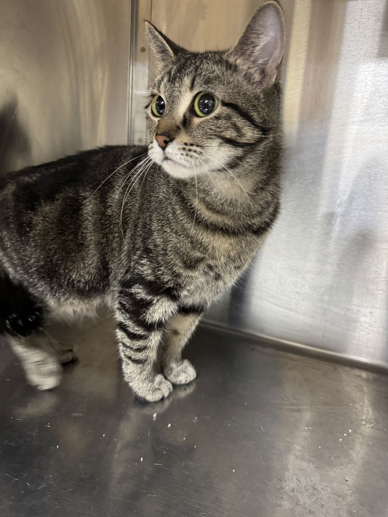 HELEN - Tiger / Domestic Short Hair available for adoption