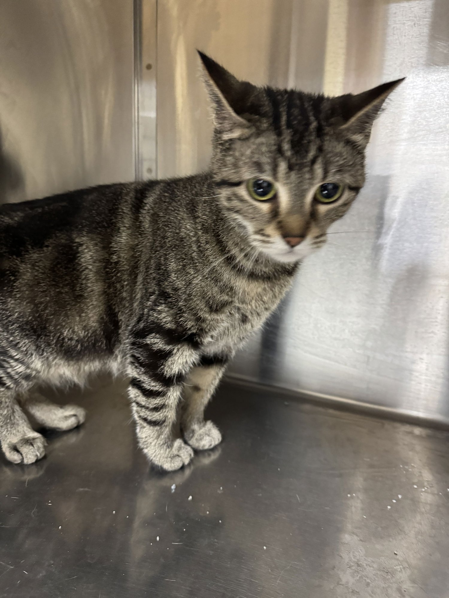HELEN - Tiger / Domestic Short Hair available for adoption