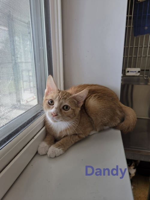 DANDY - Domestic Short Hair available for adoption