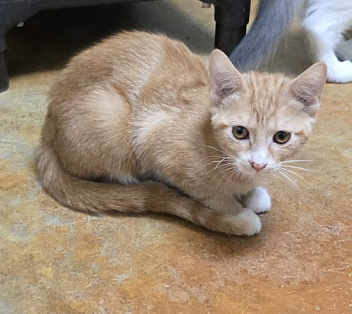 DANDY - Domestic Short Hair available for adoption