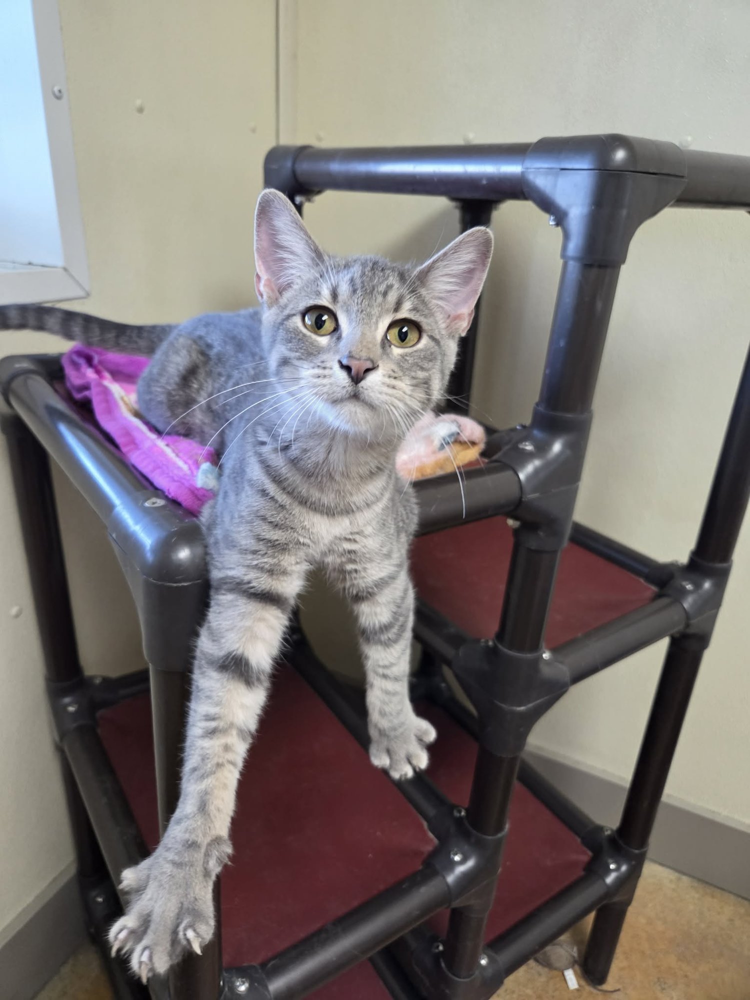 CHUCK - Tiger / Domestic Short Hair available for adoption