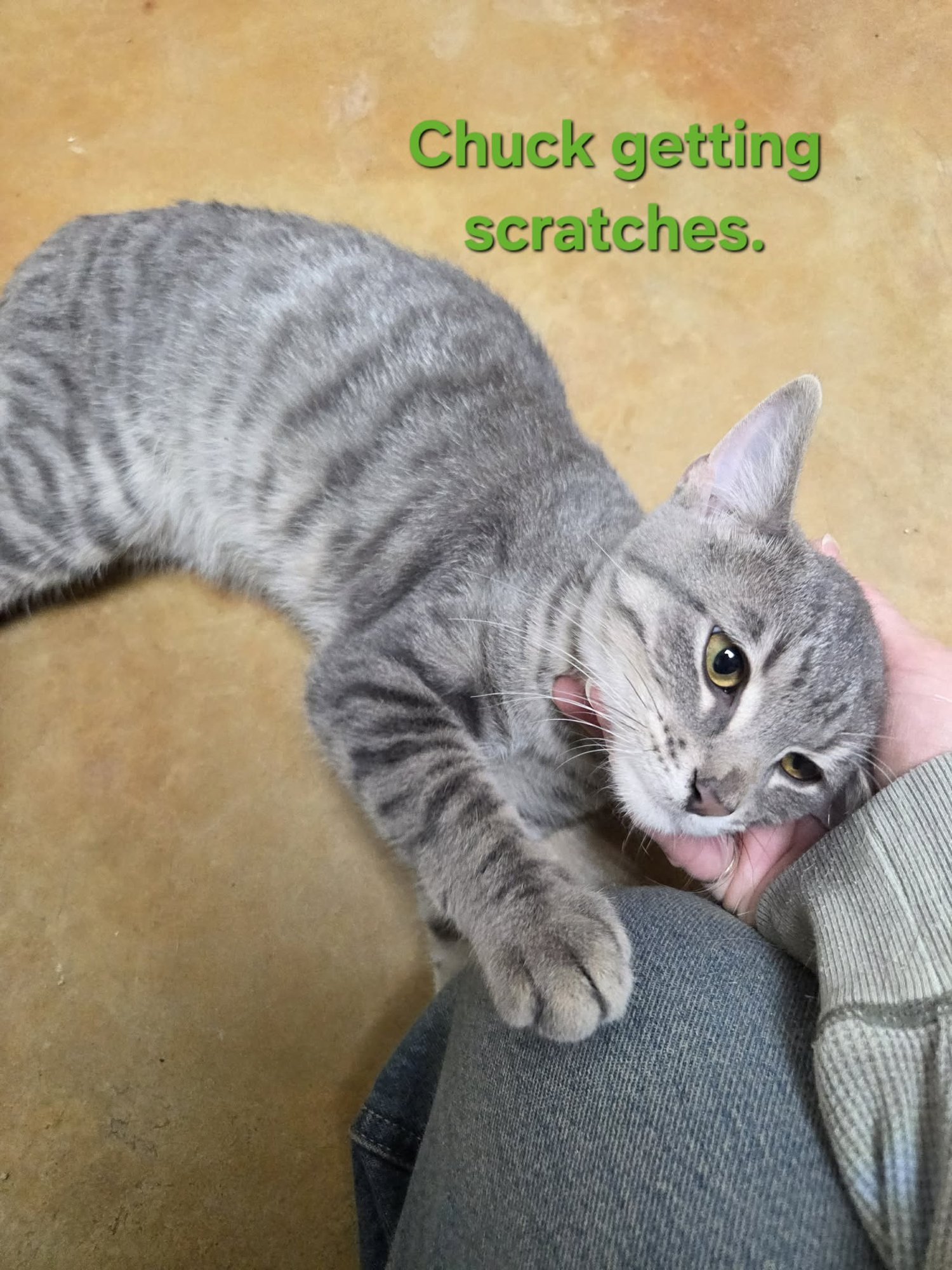 CHUCK - Tiger / Domestic Short Hair available for adoption