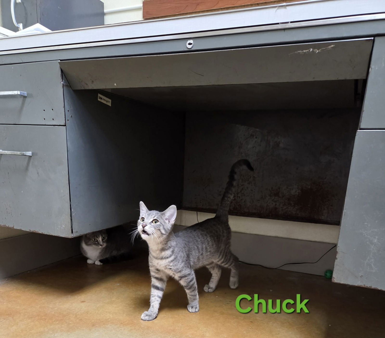 Chuck - Photo 4