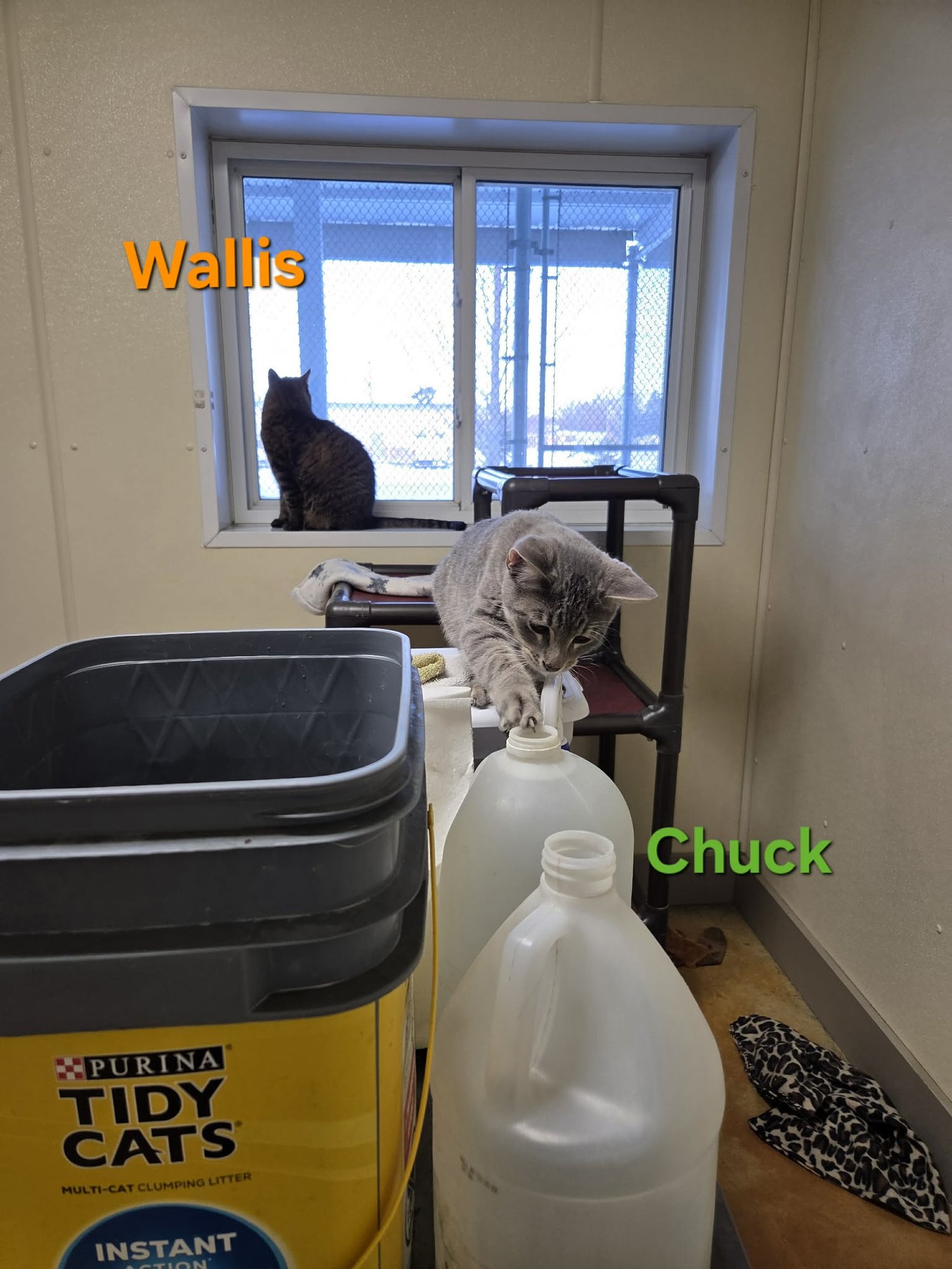 Chuck - Photo 6