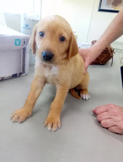 ACACIA - Hound / Retriever available for adoption