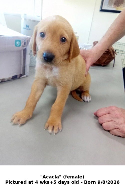 ACACIA - Hound / Retriever available for adoption