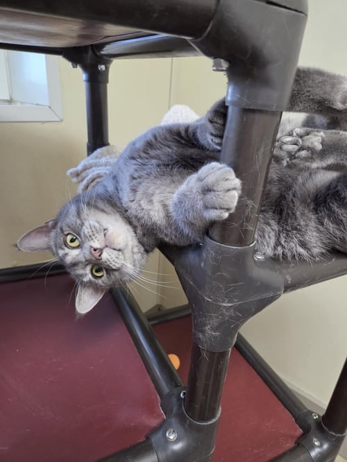 FRANKLIN - Tiger / Domestic Short Hair available for adoption