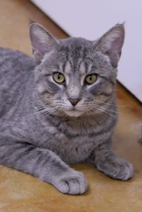Franklin - Photo 3