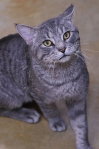 Franklin - Photo 4