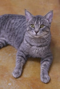 Franklin - Photo 7