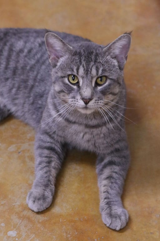 Franklin Image