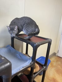 Franklin - Photo 5
