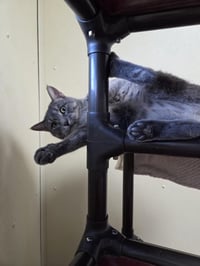 Franklin - Photo 8