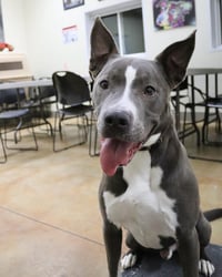 Rowen (long-term resident/sponsored fee) - Photo 4