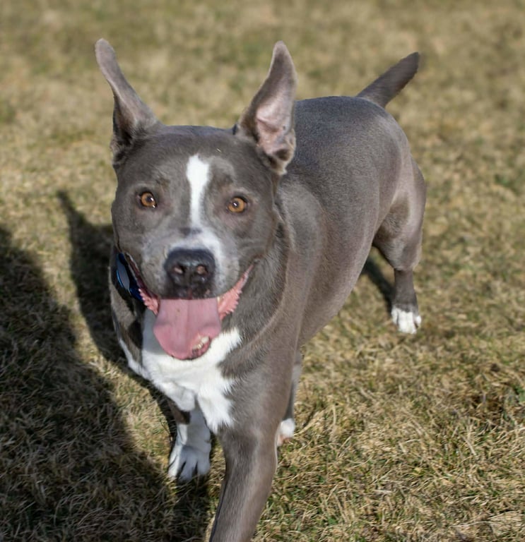 Rowen (long-term resident/sponsored fee) Image
