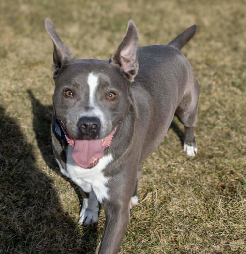 ROWEN (LONG-TERM RESIDENT/SPONSORED FEE) - Pit Bull Terrier / German Shepherd Dog available for adoption