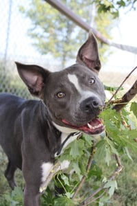Rowen (long-term resident/sponsored fee) - Photo 7