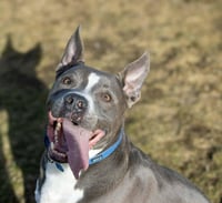 Rowen (long-term resident/sponsored fee) - Photo 2