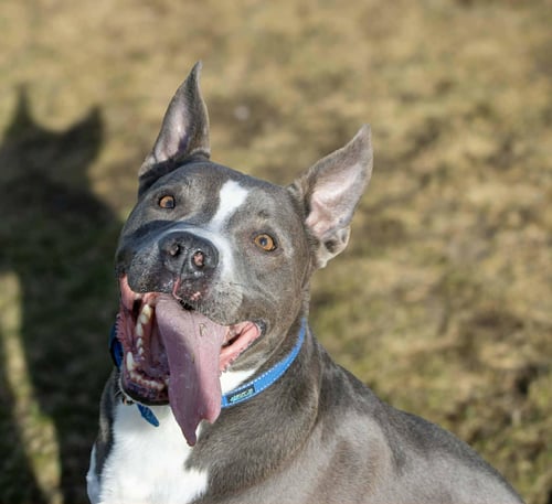 ROWEN (LONG-TERM RESIDENT/SPONSORED FEE) - Pit Bull Terrier / German Shepherd Dog available for adoption