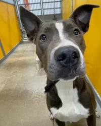 Rowen (long-term resident/sponsored fee) - Photo 9