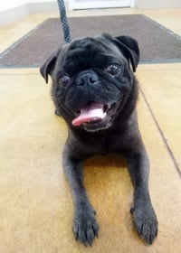 Dillard (adoption pending/no more apps) - Photo 1