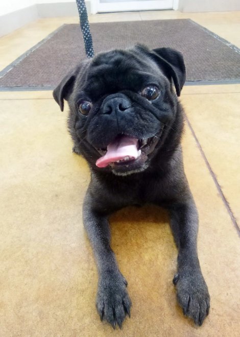 DILLARD (ADOPTION PENDING/NO MORE APPS) - Pug available for adoption