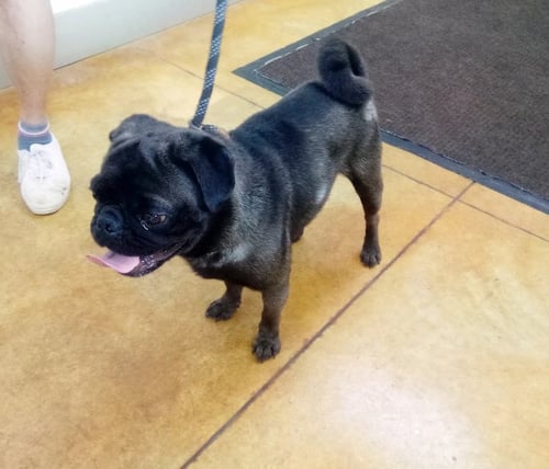DILLARD (ADOPTION PENDING/NO MORE APPS) - Pug available for adoption